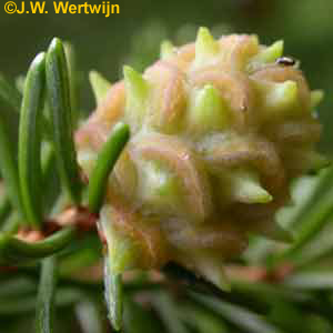 Ananas galtype, Adelges abietis, Synoniem: Sacchiphantes abietis